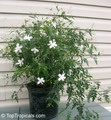 Jasminum Officinale